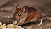 24 Hour & Emergency Exterminators in NC State University, NC